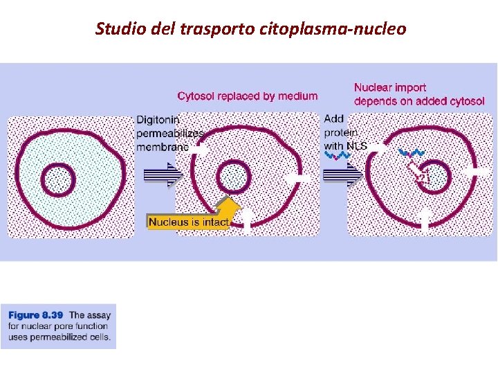 Studio del trasporto citoplasma-nucleo 