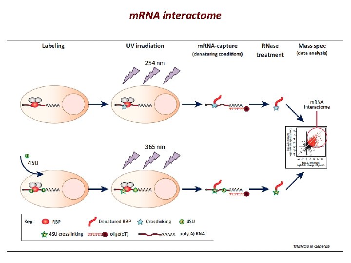 m. RNA interactome 