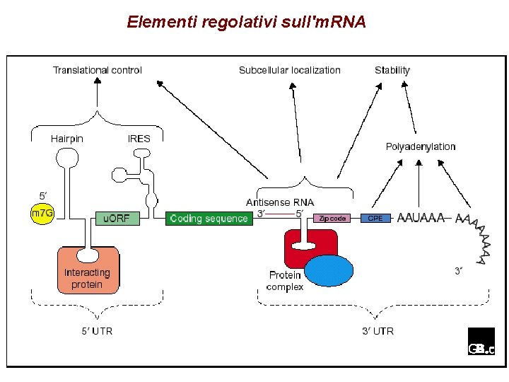 Elementi regolativi sull'm. RNA 
