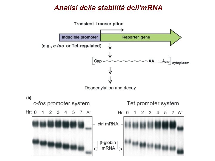 Analisi della stabilità dell'm. RNA 