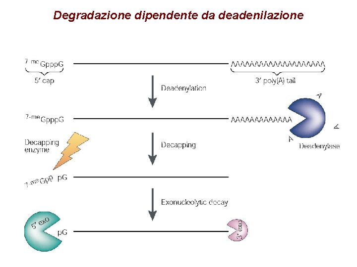 Degradazione dipendente da deadenilazione 