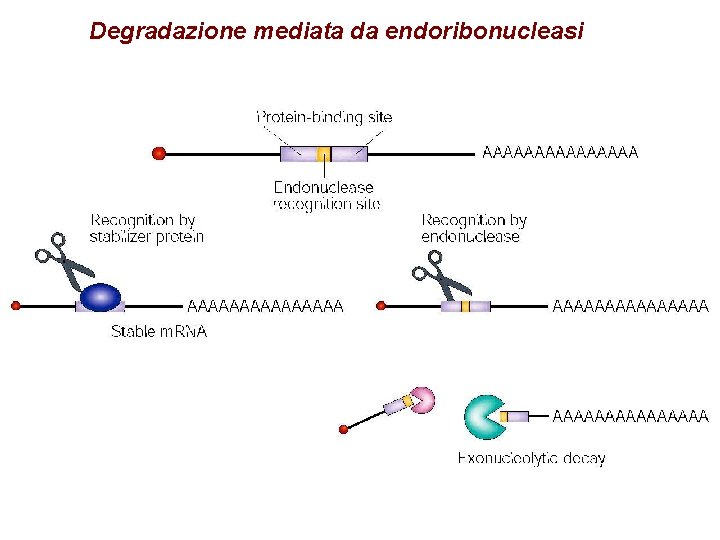 Degradazione mediata da endoribonucleasi 