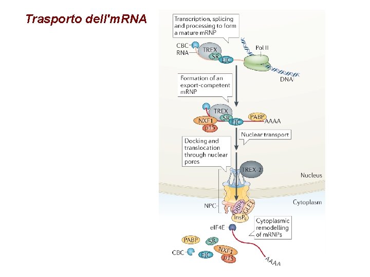 Trasporto dell'm. RNA 