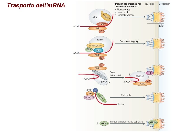 Trasporto dell'm. RNA 