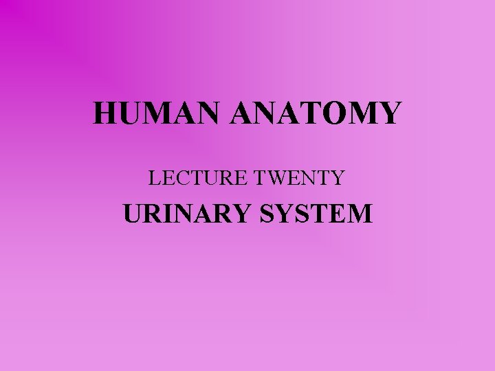 HUMAN ANATOMY LECTURE TWENTY URINARY SYSTEM 