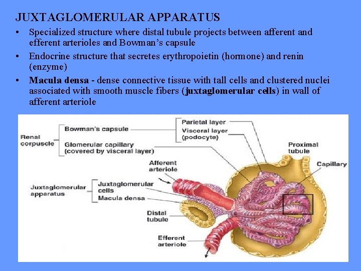 JUXTAGLOMERULAR APPARATUS • Specialized structure where distal tubule projects between afferent and efferent arterioles