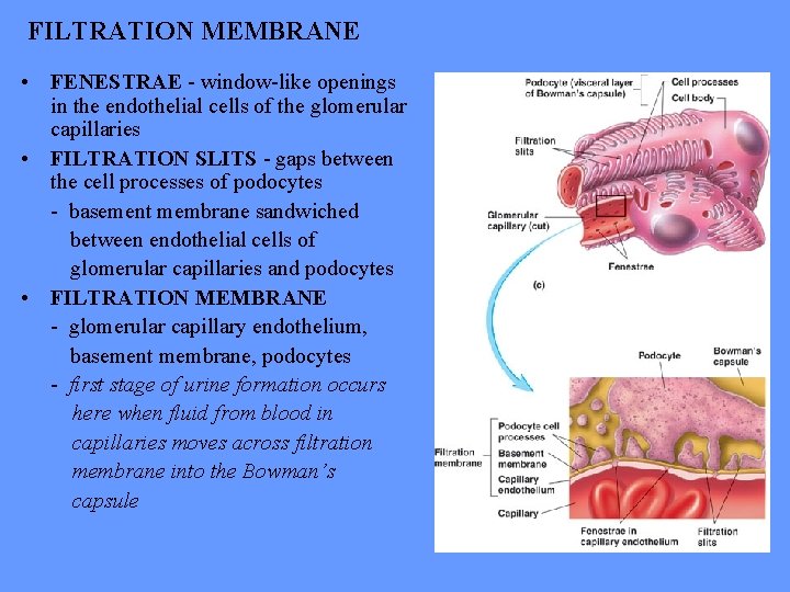 FILTRATION MEMBRANE • FENESTRAE - window-like openings in the endothelial cells of the glomerular