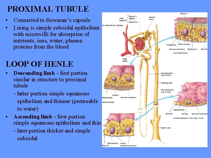PROXIMAL TUBULE • Connected to Bowman’s capsule • Lining is simple cuboidal epithelium with