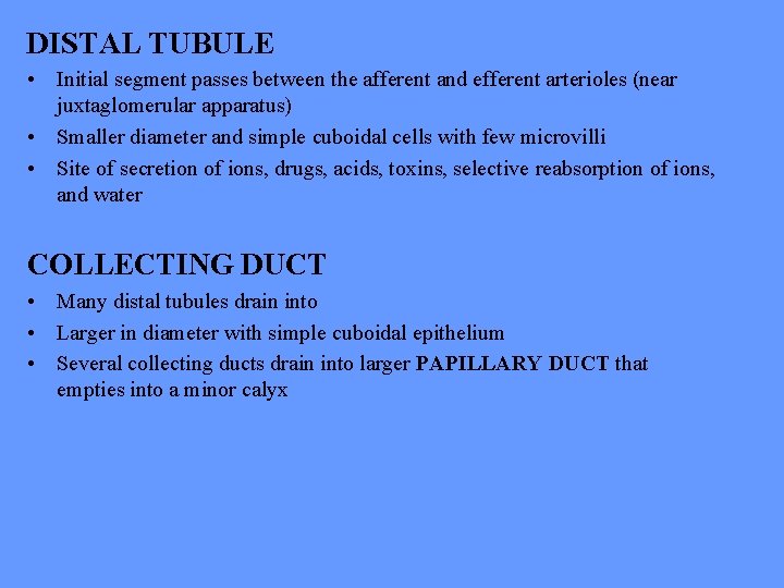 DISTAL TUBULE • Initial segment passes between the afferent and efferent arterioles (near juxtaglomerular