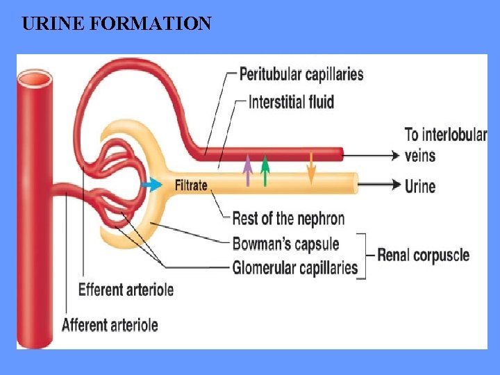 URINE FORMATION 