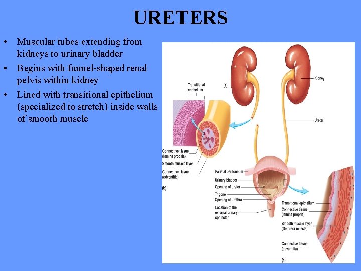 URETERS • Muscular tubes extending from kidneys to urinary bladder • Begins with funnel-shaped