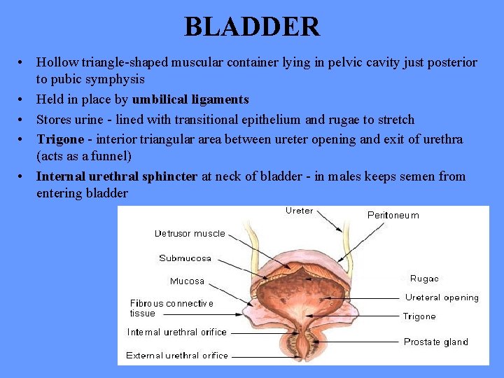 BLADDER • Hollow triangle-shaped muscular container lying in pelvic cavity just posterior to pubic