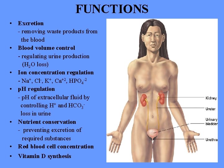 FUNCTIONS • Excretion - removing waste products from the blood • Blood volume control