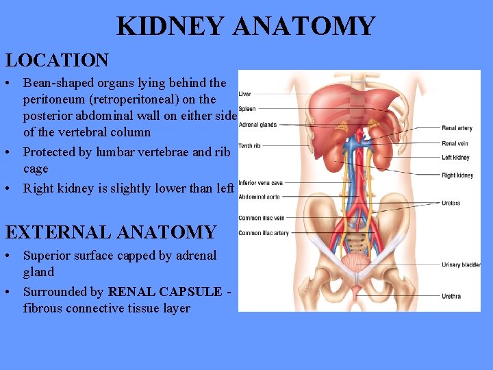 KIDNEY ANATOMY LOCATION • Bean-shaped organs lying behind the peritoneum (retroperitoneal) on the posterior