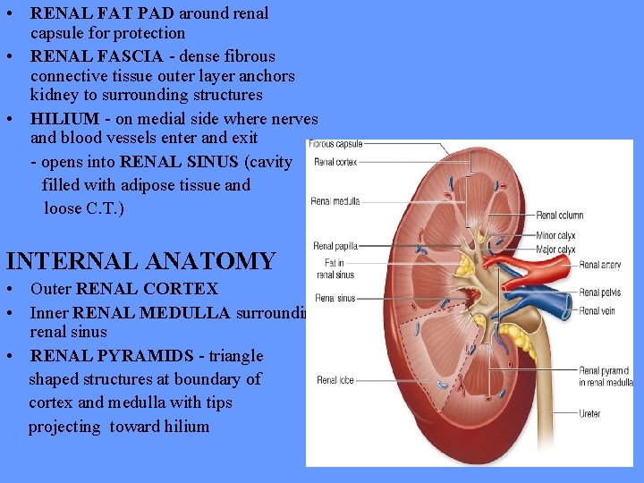  • RENAL FAT PAD around renal capsule for protection • RENAL FASCIA -