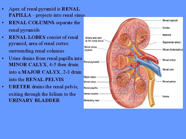  • Apex of renal pyramid is RENAL PAPILLA - projects into renal sinus