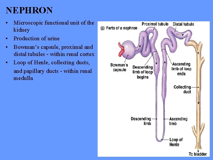 NEPHRON • Microscopic functional unit of the kidney • Production of urine • Bowman’s