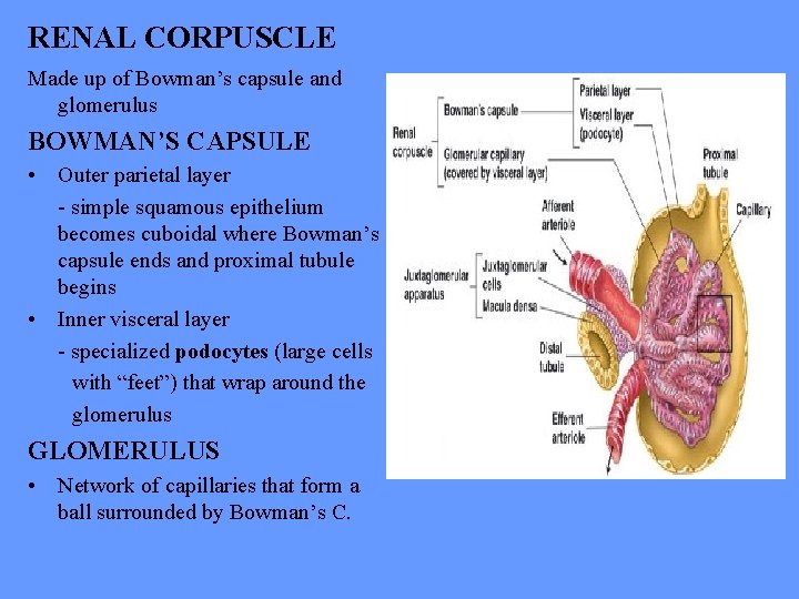 RENAL CORPUSCLE Made up of Bowman’s capsule and glomerulus BOWMAN’S CAPSULE • Outer parietal