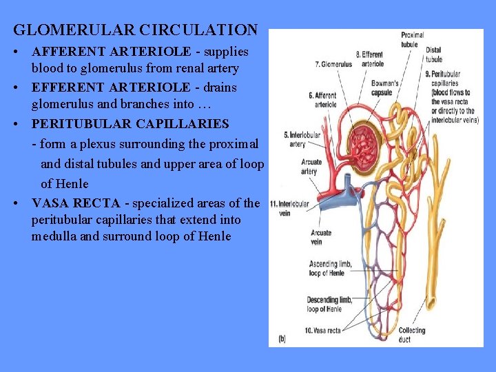 GLOMERULAR CIRCULATION • AFFERENT ARTERIOLE - supplies blood to glomerulus from renal artery •