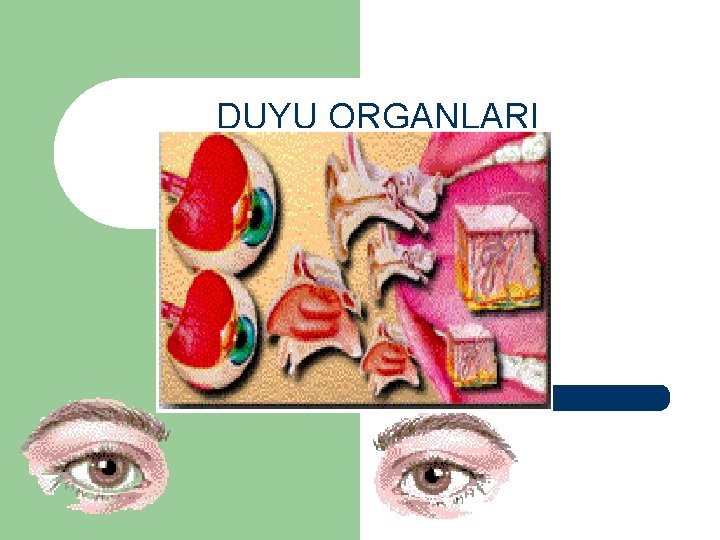 DUYU ORGANLARI 5/19/2021 