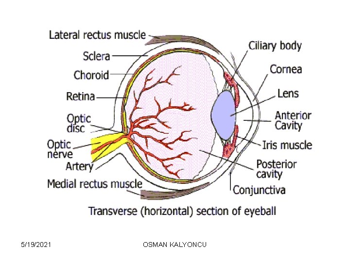 5/19/2021 OSMAN KALYONCU 