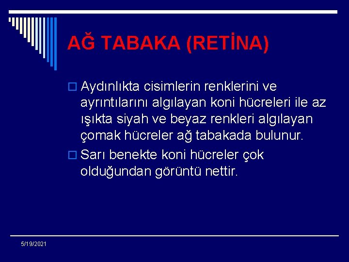 AĞ TABAKA (RETİNA) o Aydınlıkta cisimlerin renklerini ve ayrıntılarını algılayan koni hücreleri ile az