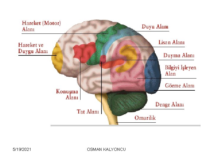 5/19/2021 OSMAN KALYONCU 