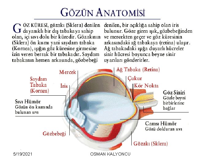 5/19/2021 OSMAN KALYONCU 