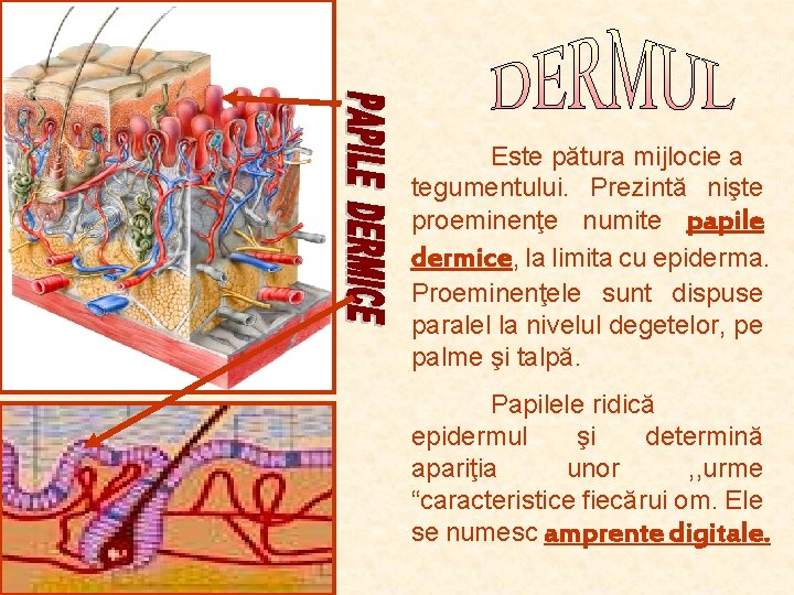 Este pătura mijlocie a tegumentului. Prezintă nişte proeminenţe numite papile dermice, la limita cu Este pătura mijlocie a tegumentului. Prezintă nişte proeminenţe numite papile dermice, la limita cu