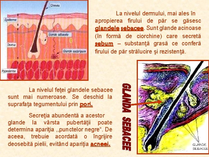 La nivelul dermului, mai ales în apropierea firului de păr se găsesc glandele sebacee. La nivelul dermului, mai ales în apropierea firului de păr se găsesc glandele sebacee.