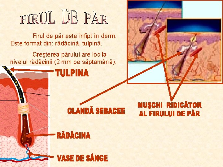 Firul de păr este înfipt în derm. Este format din: rădăcină, tulpină. Creşterea părului Firul de păr este înfipt în derm. Este format din: rădăcină, tulpină. Creşterea părului