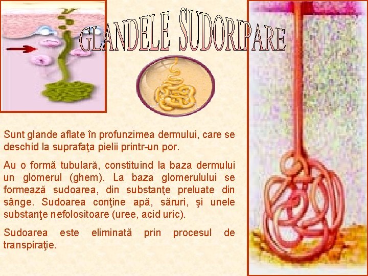 Sunt glande aflate în profunzimea dermului, care se deschid la suprafaţa pielii printr-un por. Sunt glande aflate în profunzimea dermului, care se deschid la suprafaţa pielii printr-un por.