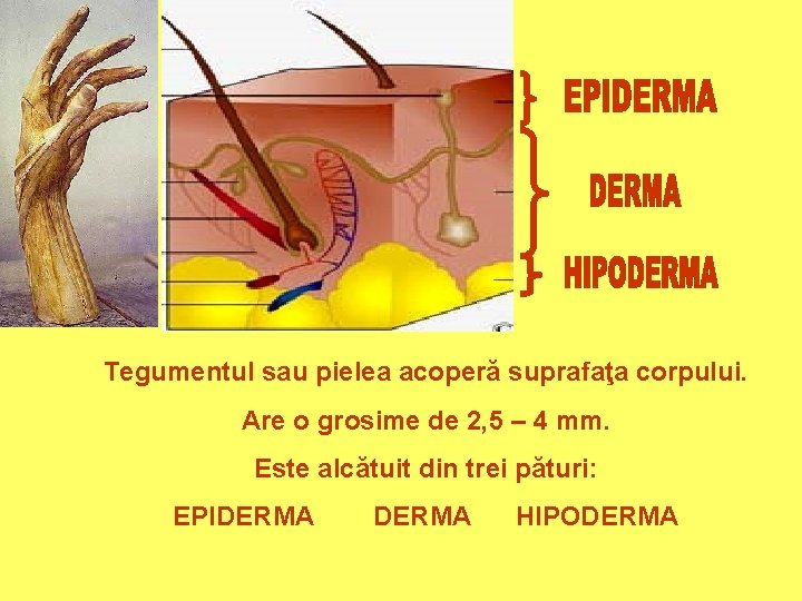 Tegumentul sau pielea acoperă suprafaţa corpului. Are o grosime de 2, 5 – 4 Tegumentul sau pielea acoperă suprafaţa corpului. Are o grosime de 2, 5 – 4