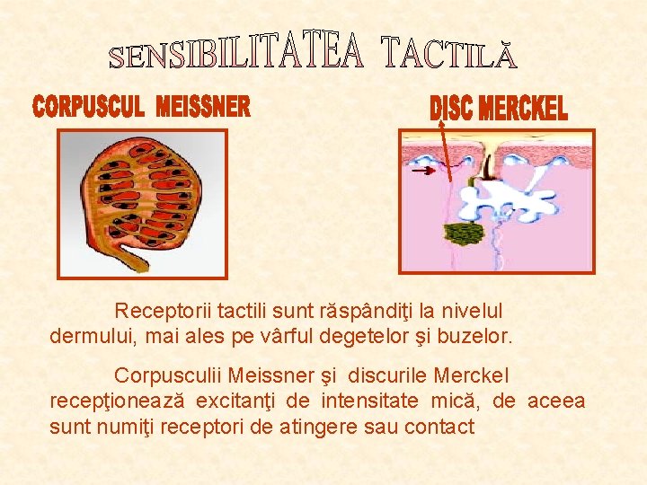 Receptorii tactili sunt răspândiţi la nivelul dermului, mai ales pe vârful degetelor şi buzelor. Receptorii tactili sunt răspândiţi la nivelul dermului, mai ales pe vârful degetelor şi buzelor.