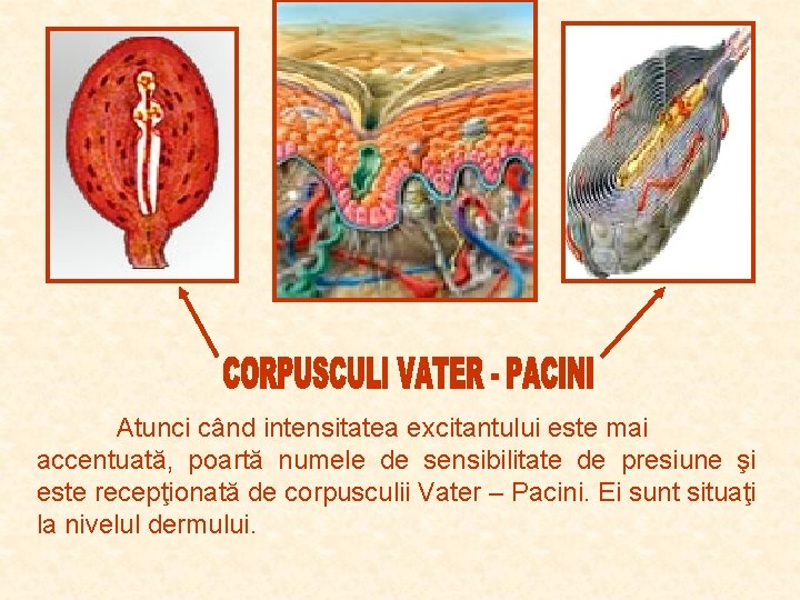Atunci când intensitatea excitantului este mai accentuată, poartă numele de sensibilitate de presiune şi Atunci când intensitatea excitantului este mai accentuată, poartă numele de sensibilitate de presiune şi