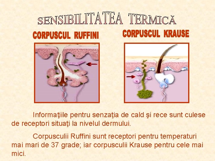 Informaţiile pentru senzaţia de cald şi rece sunt culese de receptori situaţi la nivelul Informaţiile pentru senzaţia de cald şi rece sunt culese de receptori situaţi la nivelul