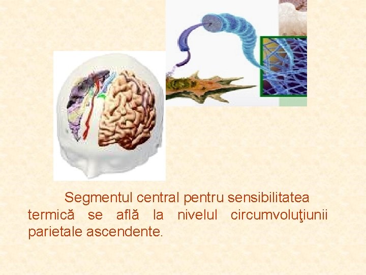 Segmentul central pentru sensibilitatea termică se află la nivelul circumvoluţiunii parietale ascendente. Segmentul central pentru sensibilitatea termică se află la nivelul circumvoluţiunii parietale ascendente.