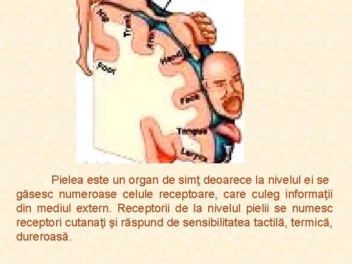Pielea este un organ de simţ deoarece la nivelul ei se găsesc numeroase celule Pielea este un organ de simţ deoarece la nivelul ei se găsesc numeroase celule