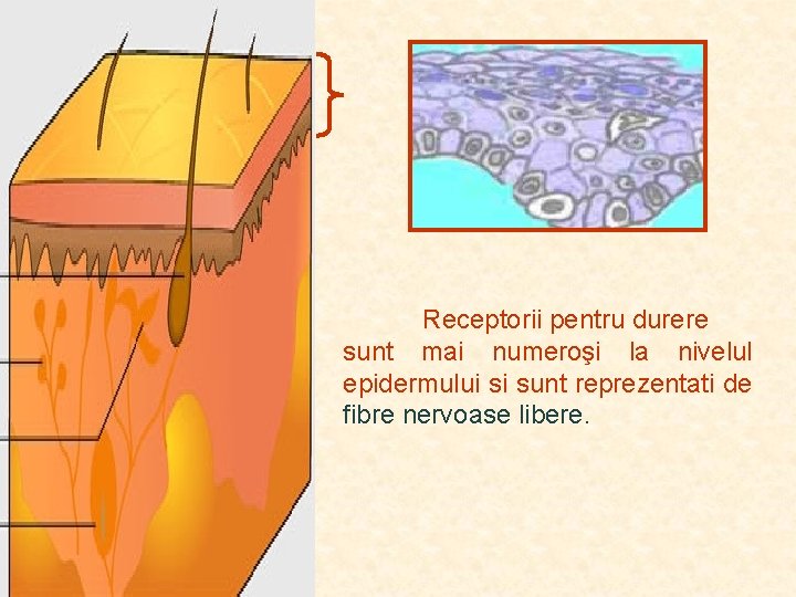 Receptorii pentru durere sunt mai numeroşi la nivelul epidermului si sunt reprezentati de fibre Receptorii pentru durere sunt mai numeroşi la nivelul epidermului si sunt reprezentati de fibre