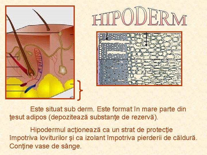 Este situat sub derm. Este format în mare parte din ţesut adipos (depozitează substanţe Este situat sub derm. Este format în mare parte din ţesut adipos (depozitează substanţe