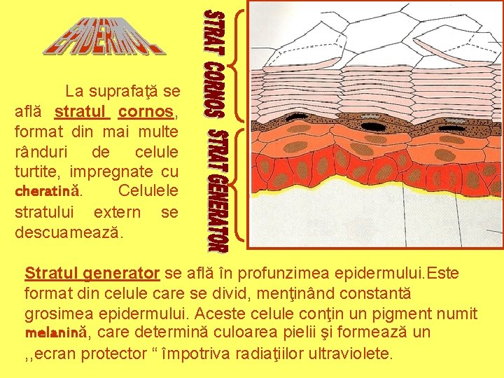 La suprafaţă se află stratul cornos, format din mai multe rânduri de celule turtite, La suprafaţă se află stratul cornos, format din mai multe rânduri de celule turtite,