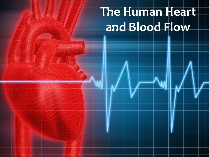 The Human Heart and Blood Flow 