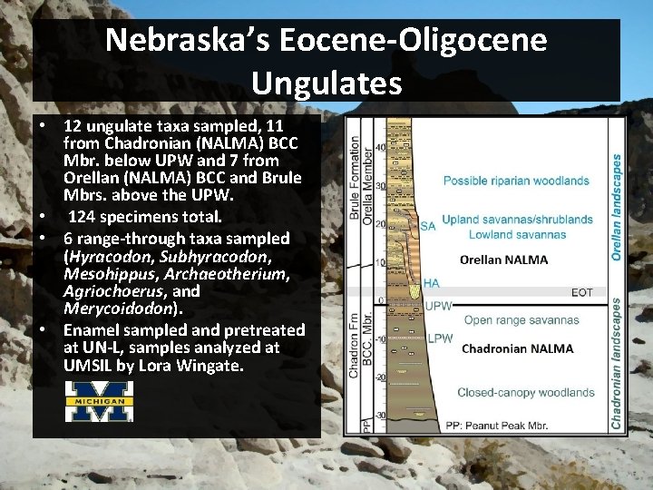 Nebraska’s Eocene-Oligocene Ungulates • 12 ungulate taxa sampled, 11 from Chadronian (NALMA) BCC Mbr.