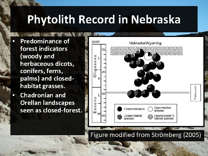 Phytolith Record in Nebraska • Predominance of forest indicators (woody and herbaceous dicots, conifers,