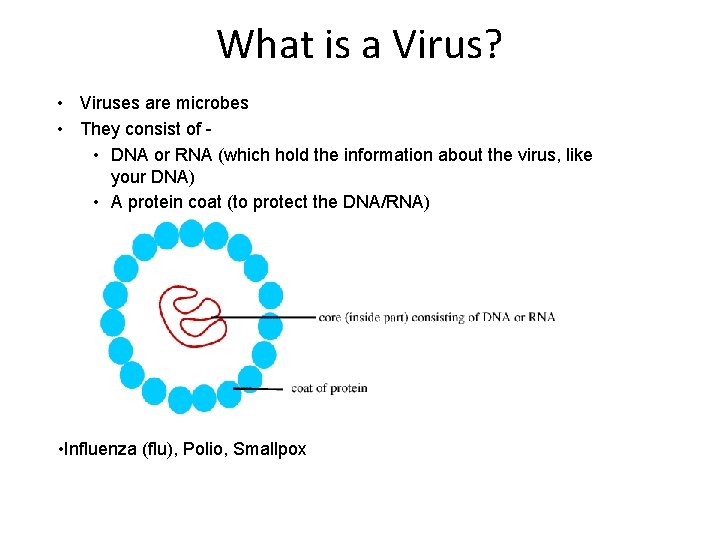 What is a Virus? • Viruses are microbes • They consist of • DNA