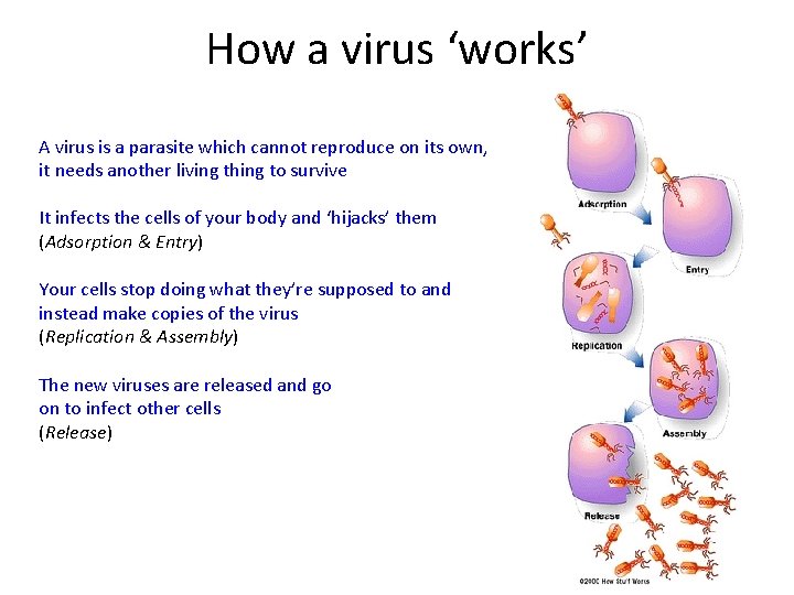 How a virus ‘works’ A virus is a parasite which cannot reproduce on its