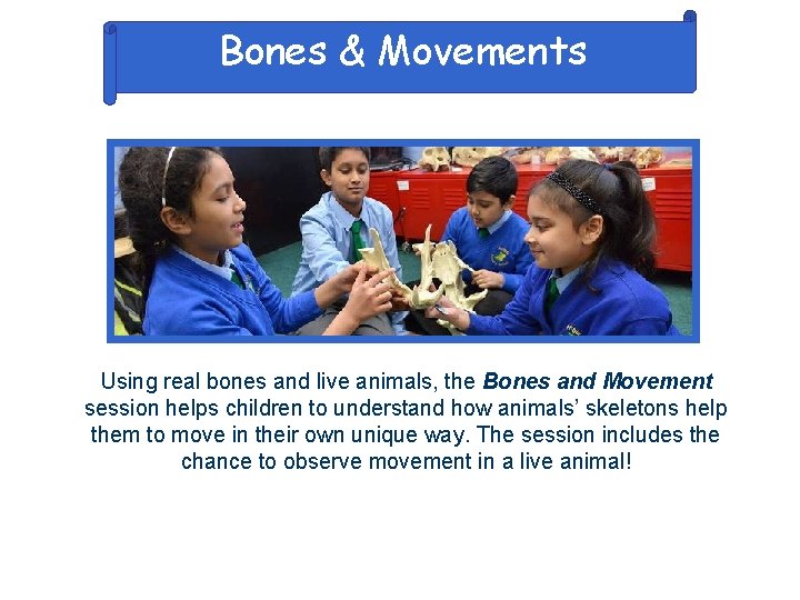 Bones & Movements Using real bones and live animals, the Bones and Movement session