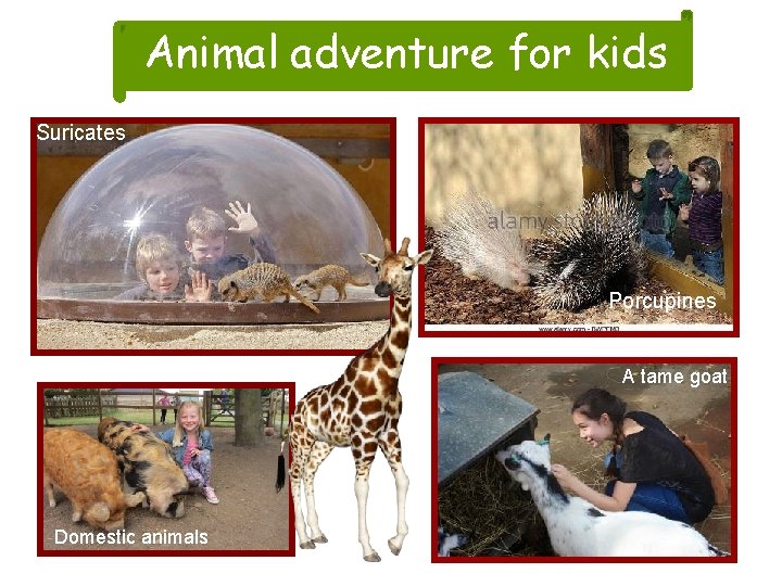 Animal adventure for kids Suricates Porcupines A tame goat Domestic animals 