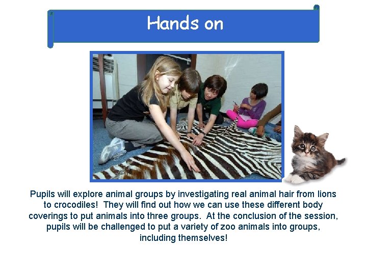 Hands on Pupils will explore animal groups by investigating real animal hair from lions