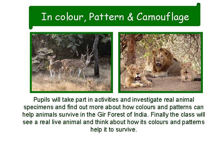 In colour, Pattern & Camouflage Pupils will take part in activities and investigate real